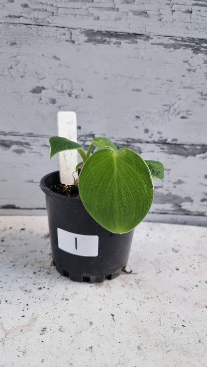Philodendron rugosum - 猪皮植物