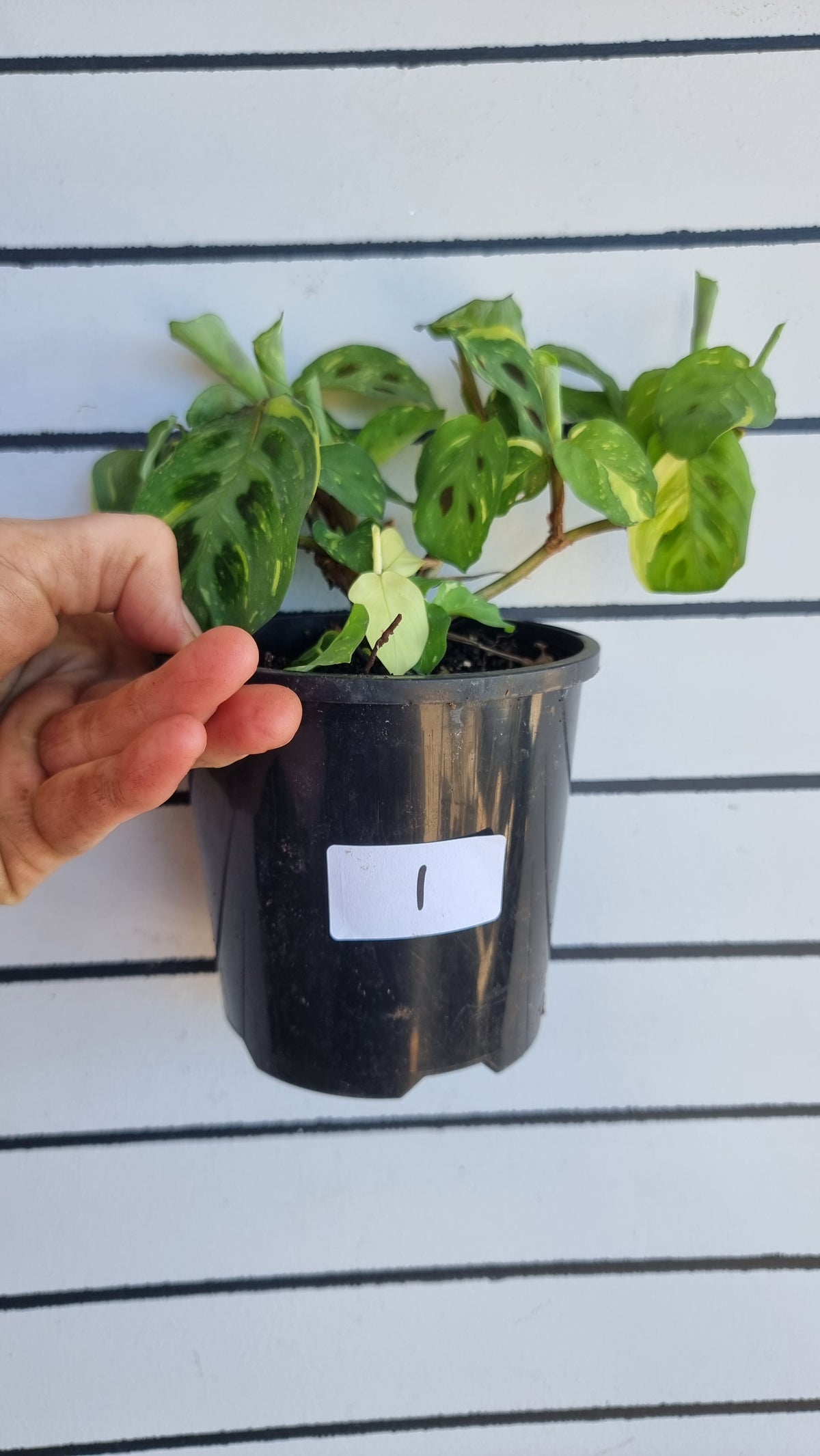 Maranta leuconeura “Kerchoveana” variegata - Variegated Prayer Plant