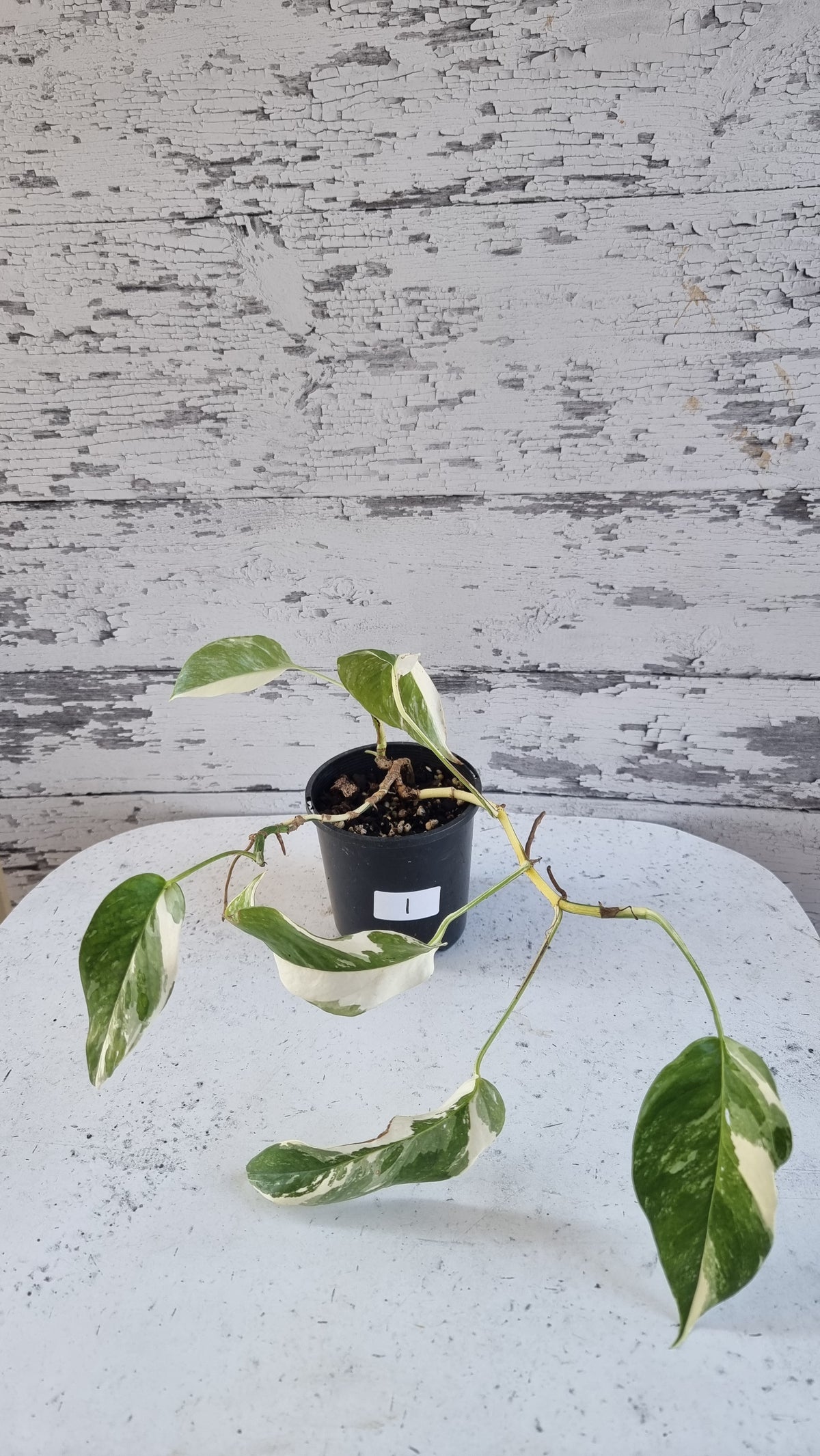 Epipremnum pinnatum variegata - Variegated Dragons Tail