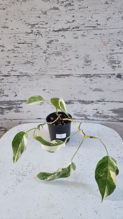 Epipremnum pinnatum variegata - Variegated Dragons Tail