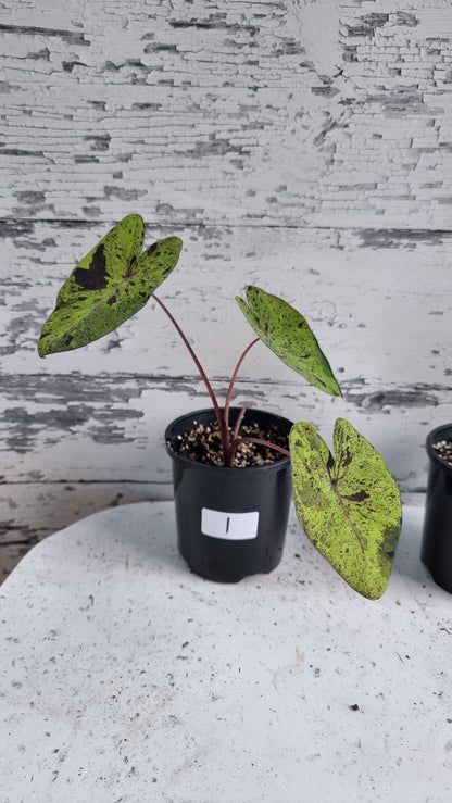 Colocasia esculenta 'Mojito' - 象耳芋植物