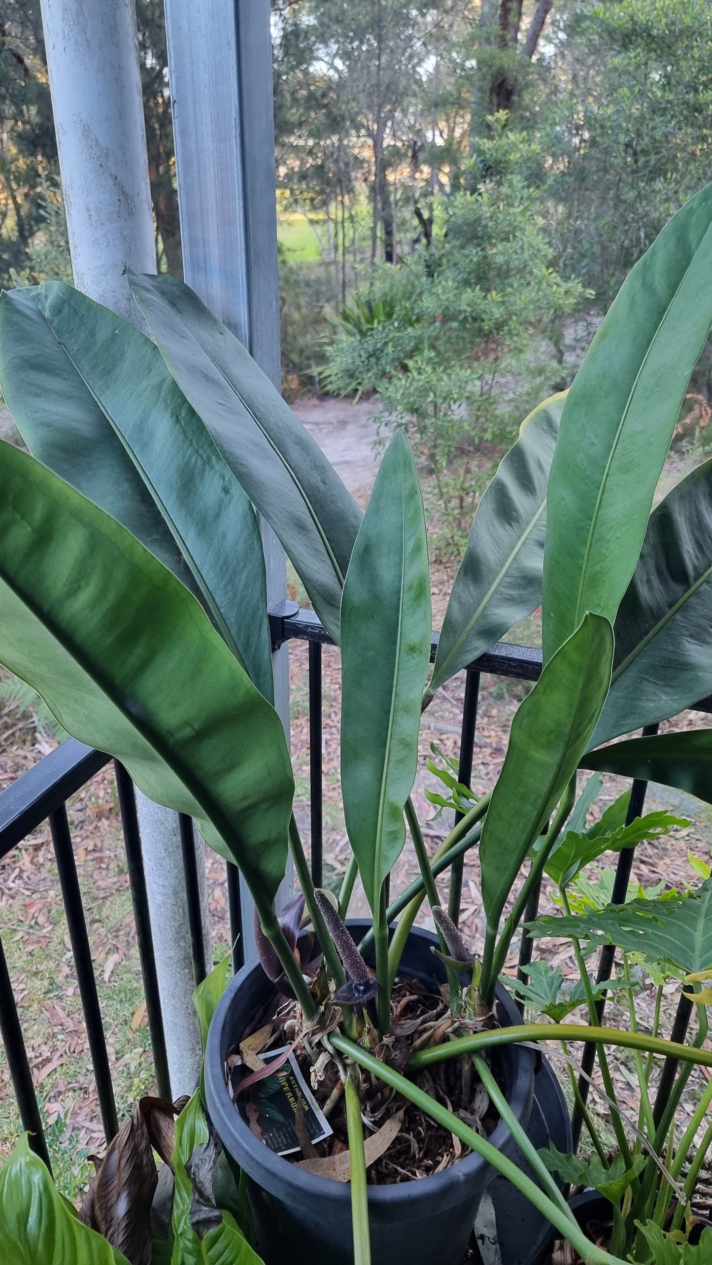 Anthurium coriaceum - Giant Paddle Leaf