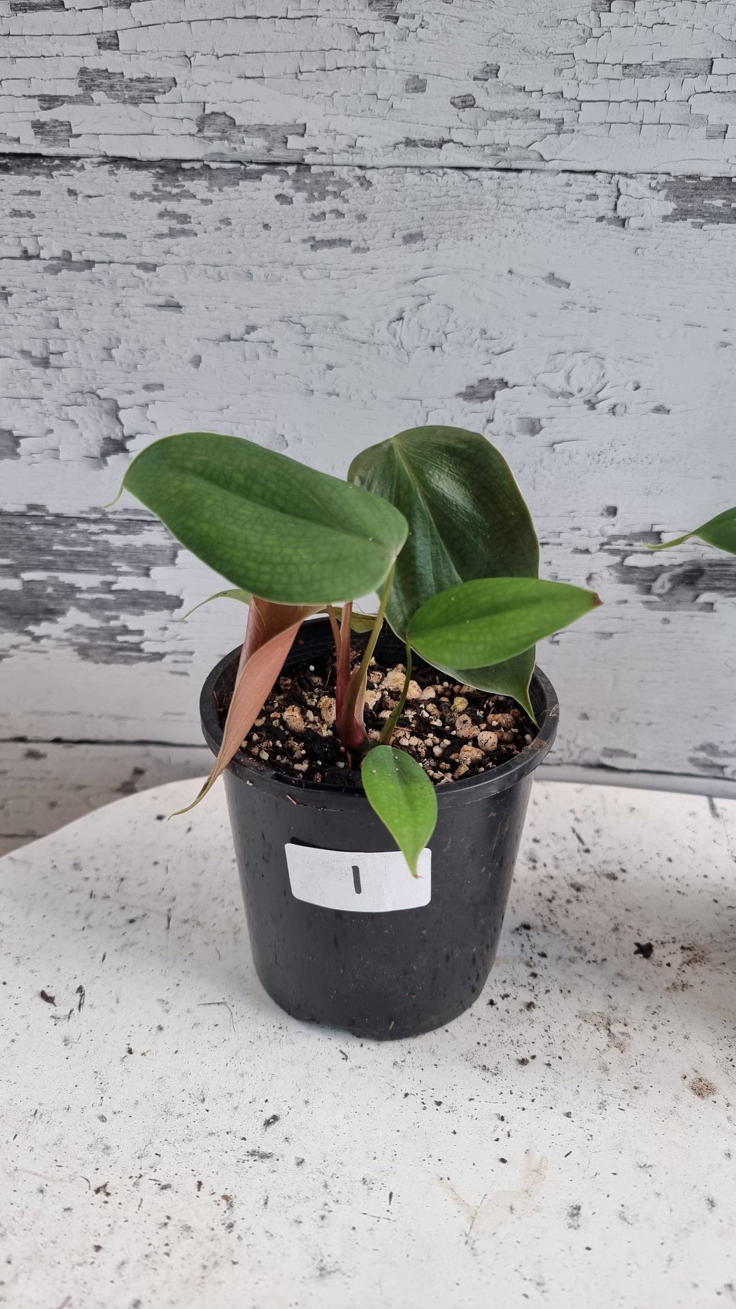 Philodendron lynamii - Climbing Aroid