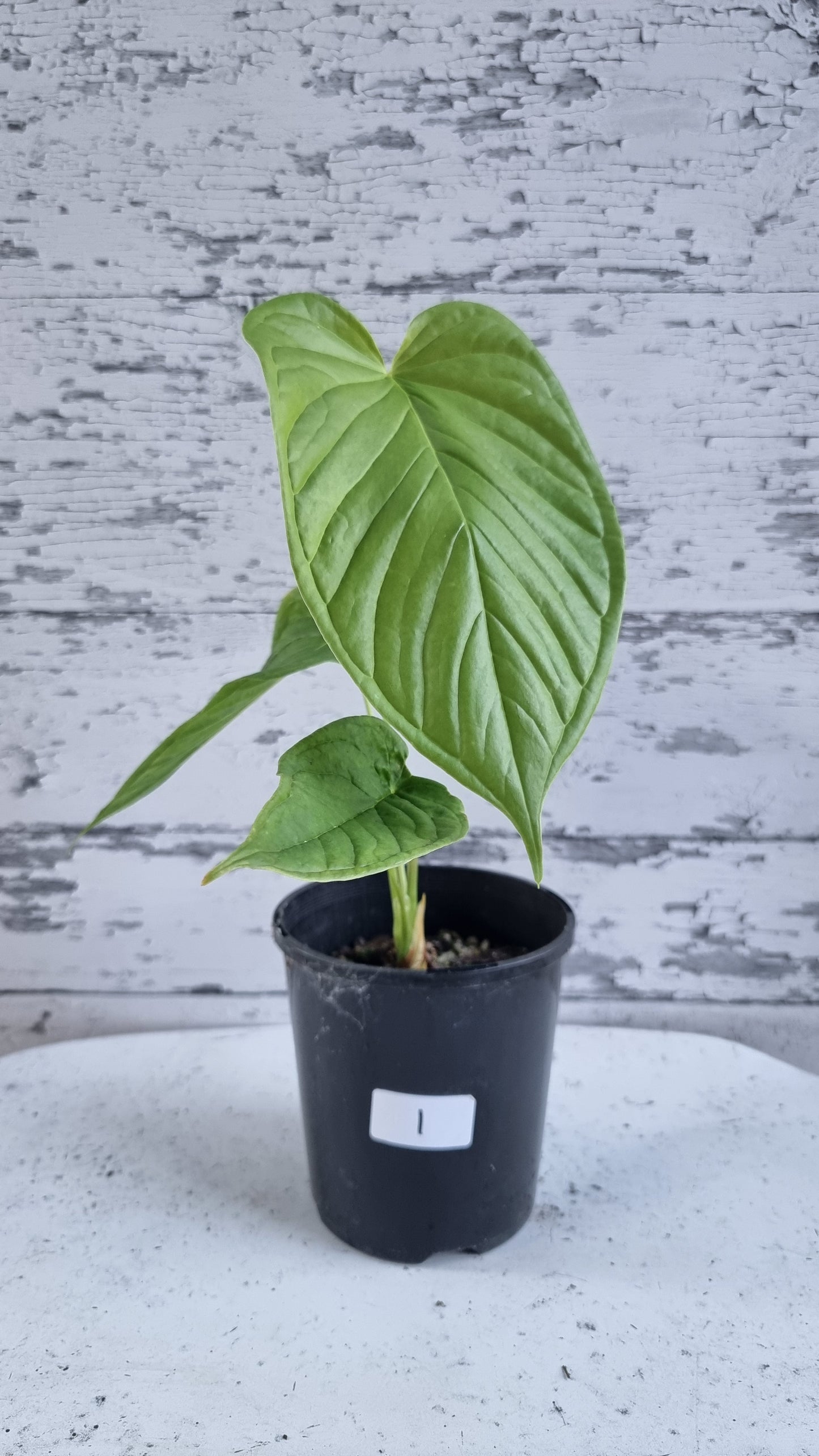 Anthurium cuspidatum - Oblong Berry Tree