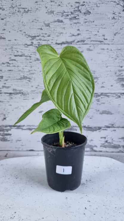 Anthurium cuspidatum - Oblong Berry Tree