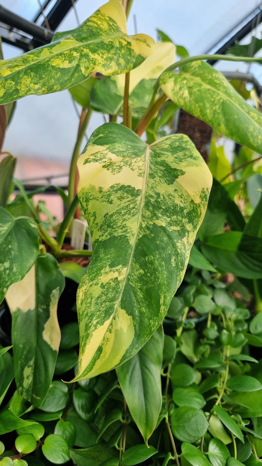 斑葉喜林芋