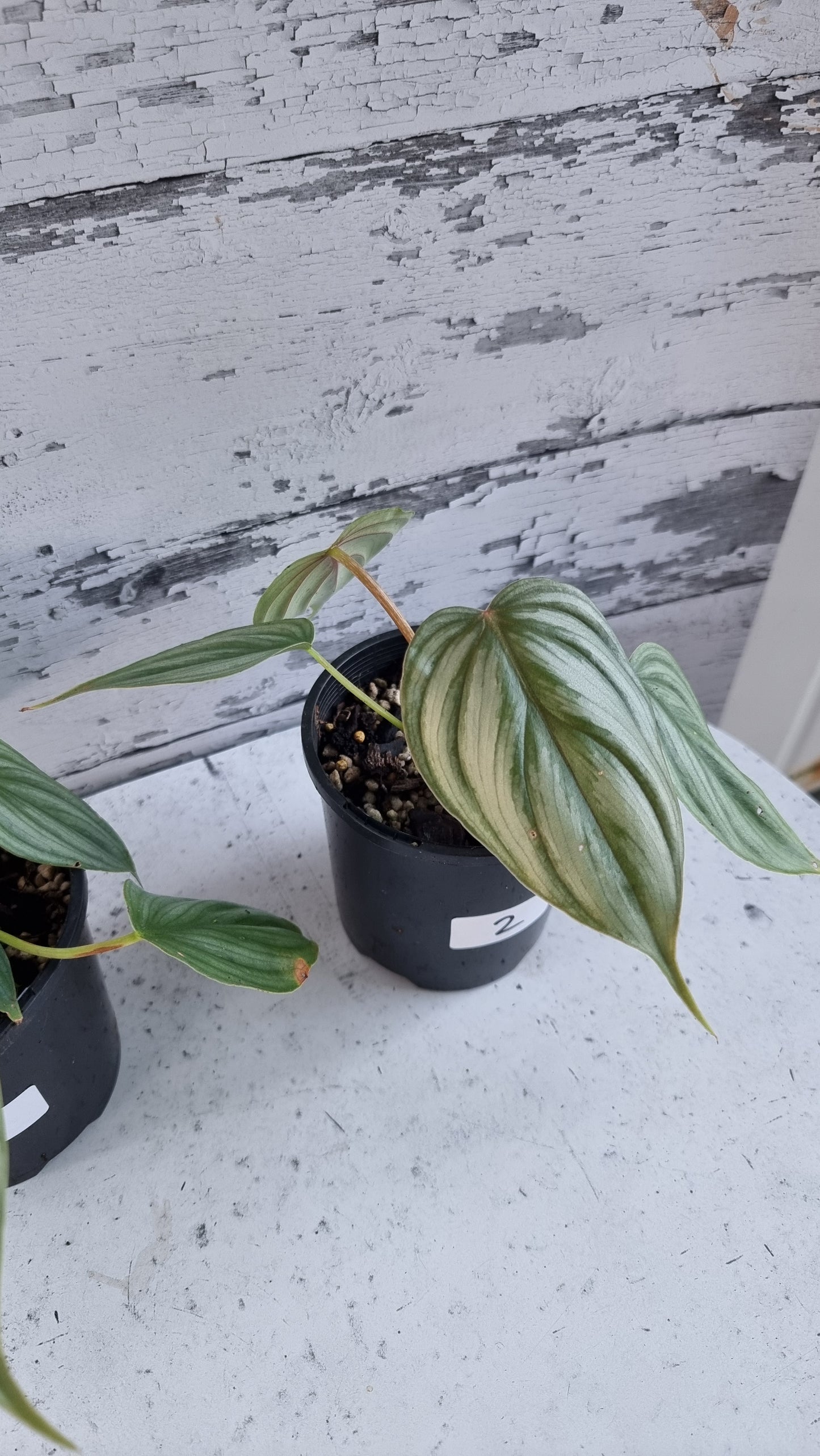 Philodendron sp. 'pastazanum silver'
