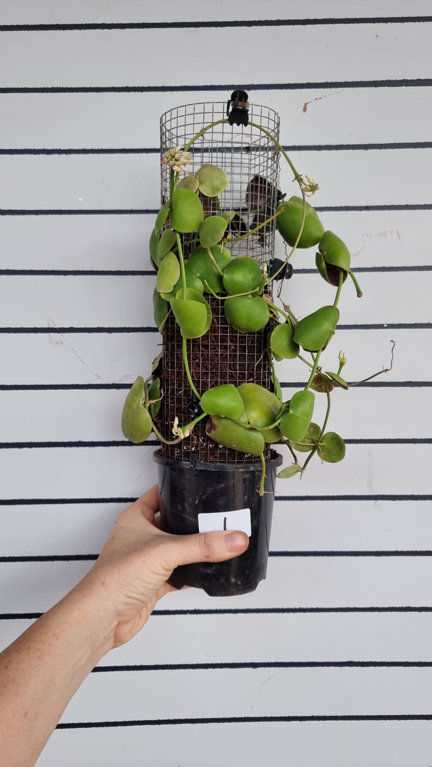Dischidia platyphylla 'Solomon islands'