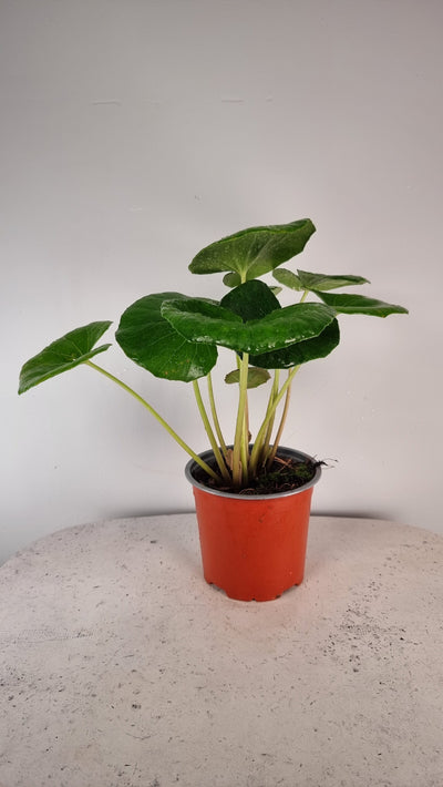 Farfugium dentata reniformis 'Designer Verde' - Tractor Seat Plant Root'd Plants 130mm 