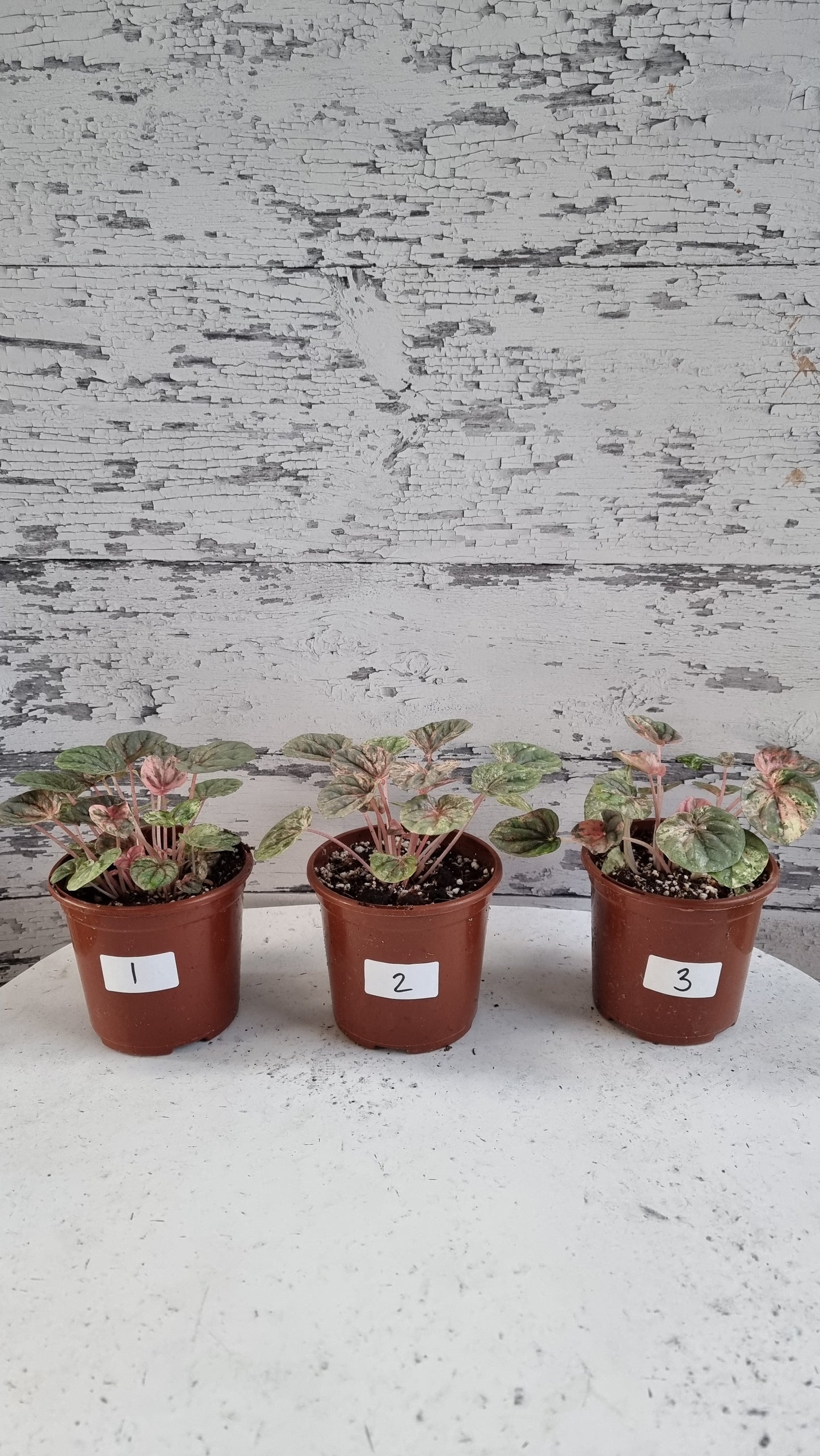 Peperomia caperata 'Pink Lady'