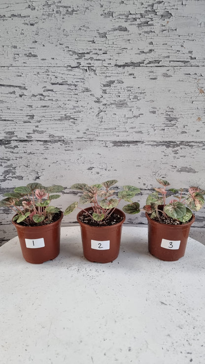 Peperomia caperata 'Pink Lady'