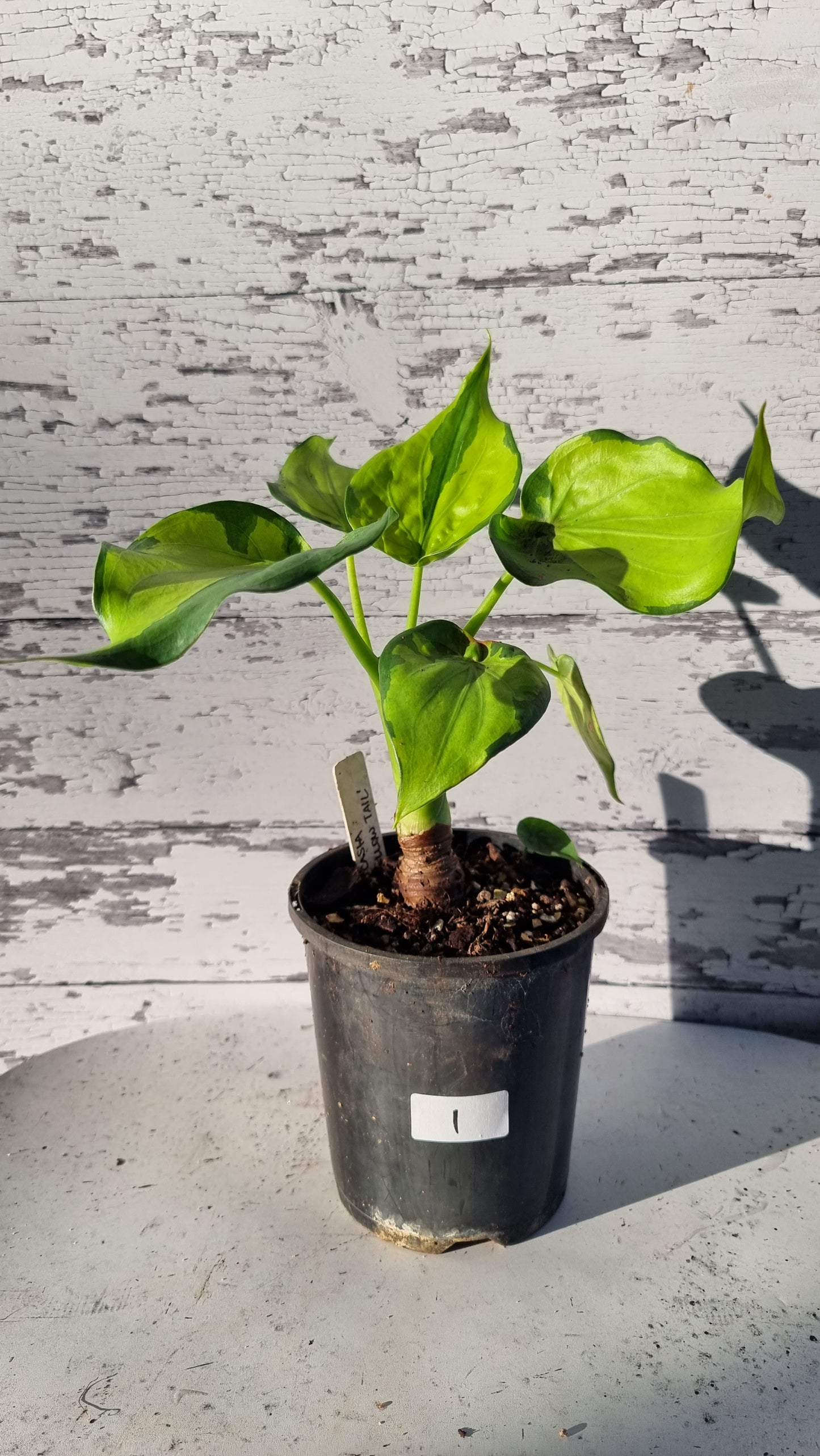 Alocasia cucullata - Aurea variegated/Banana Spilt