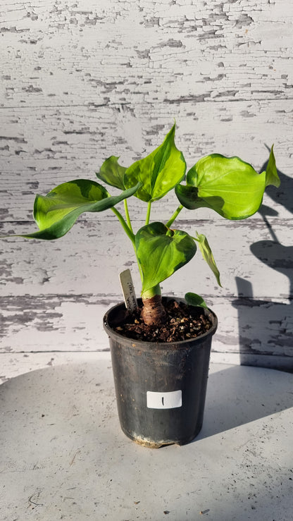 Alocasia cucullata - Aurea variegated/Banana Spilt