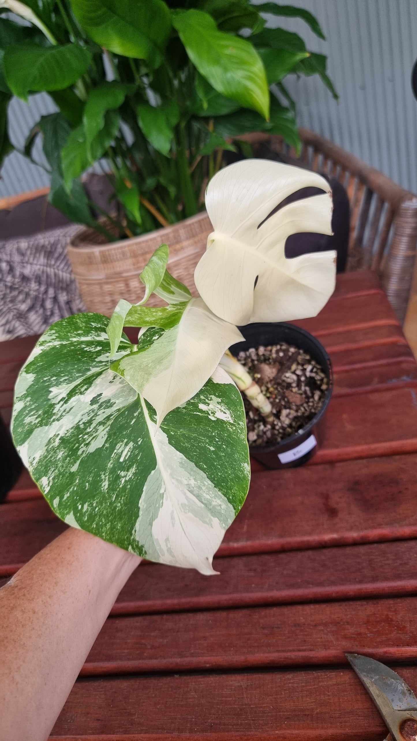 Monstera deliciosa borsigiana variegata - Variegated Fruit Salad Plant