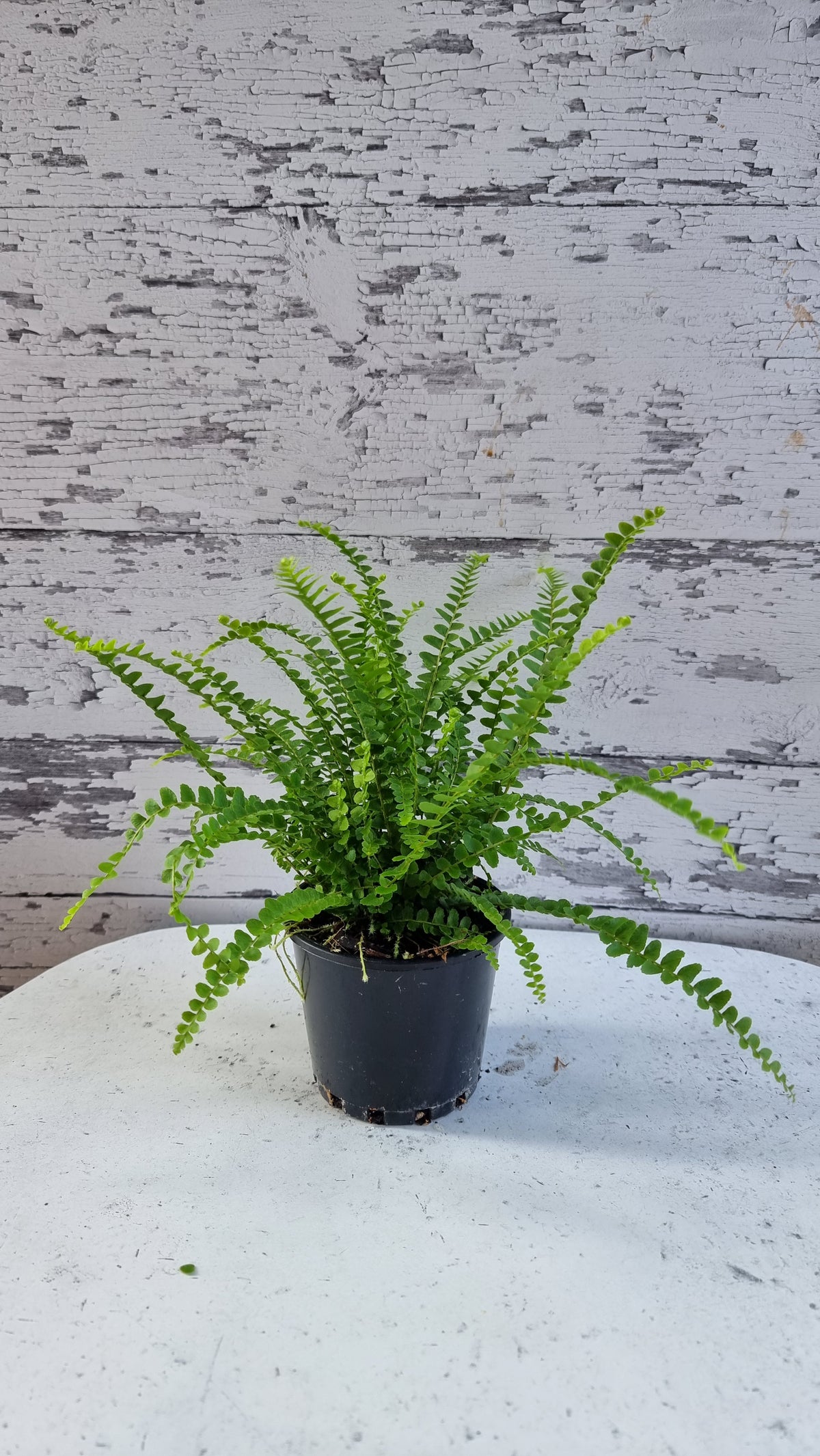 Nephrolepis cordifolia 'Duffii' - 柠檬纽扣蕨