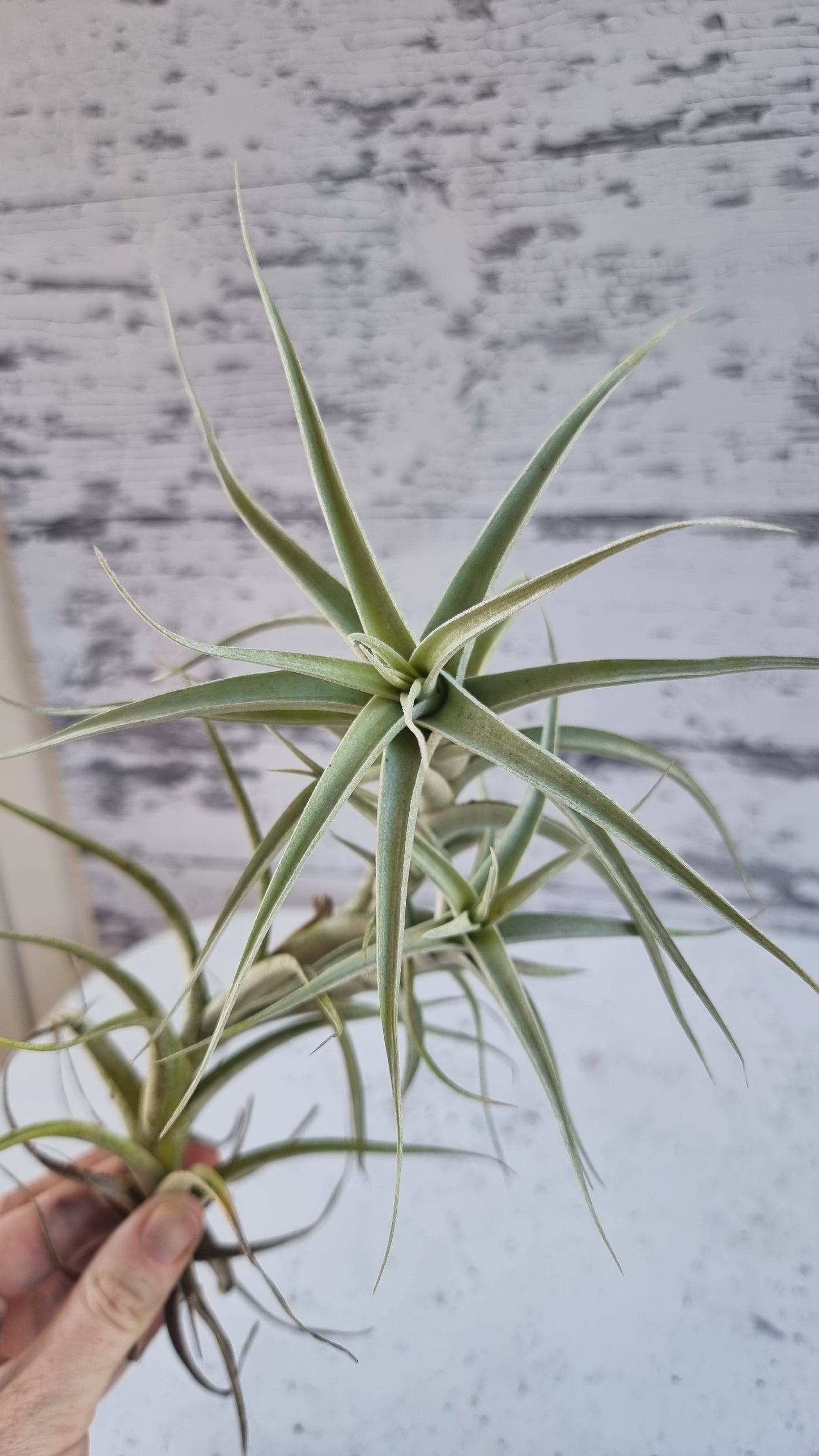 Tillandsia albida - Air Plant