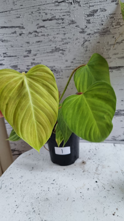 Philodendron 'Fuzzy Petiole'