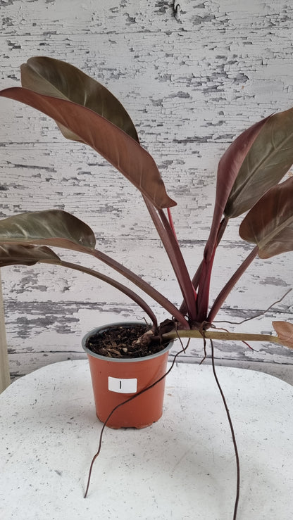Philodendron erubescens 'Imperial Orange Mutant'