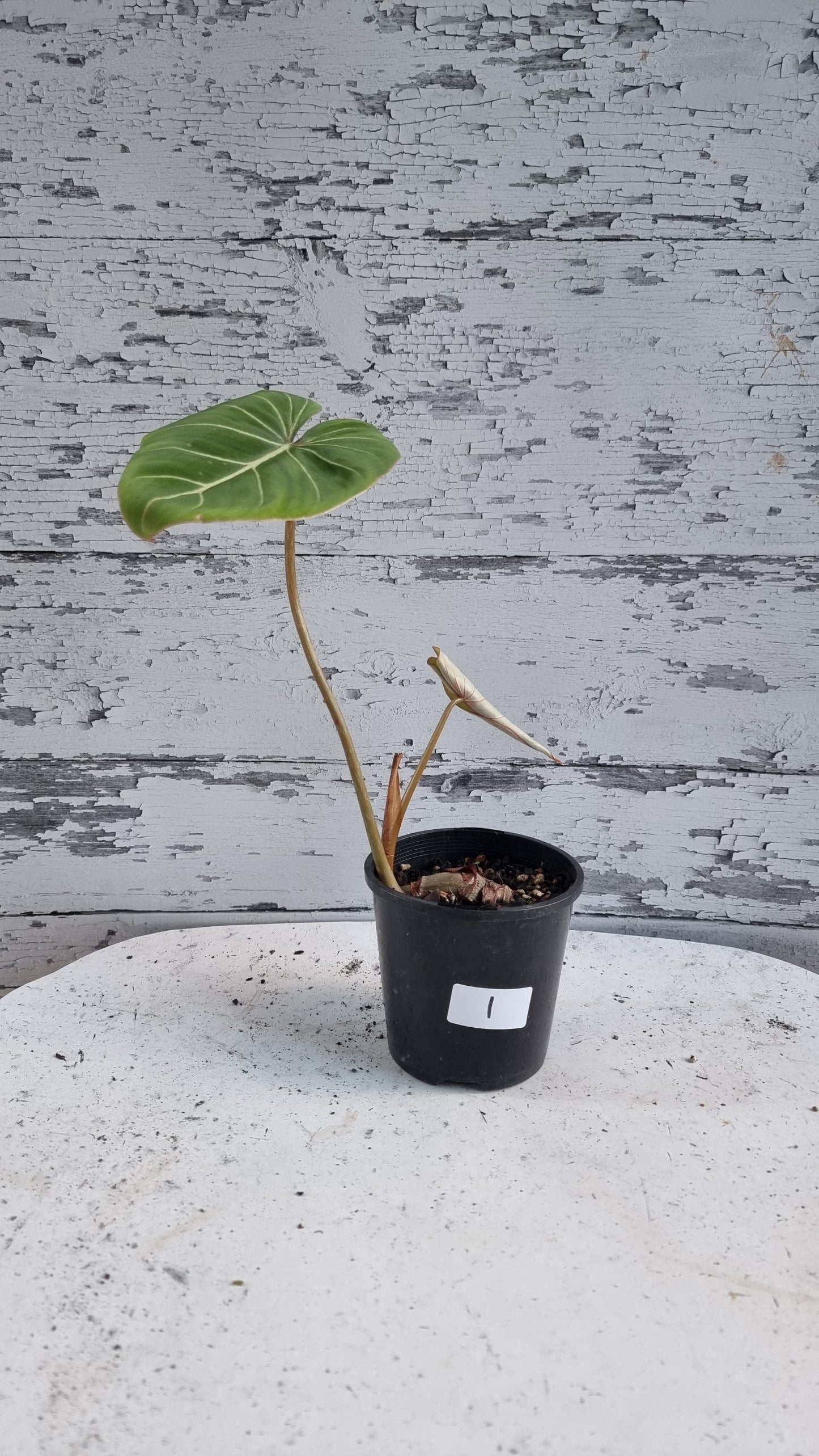 Philodendron gloriosum (Dark Form/White Veins)