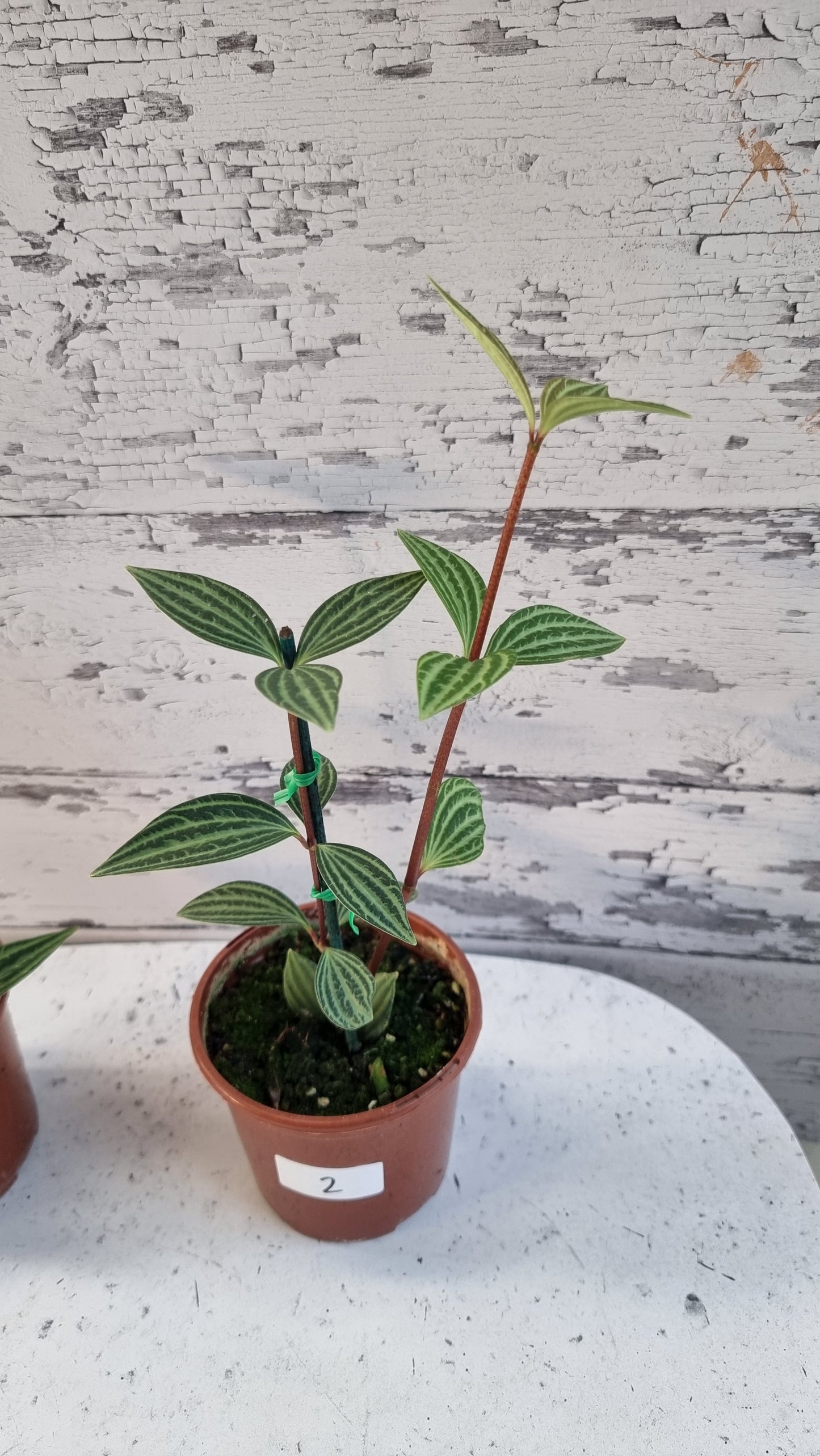 Peperomia tetragona - Parallel Peperomia