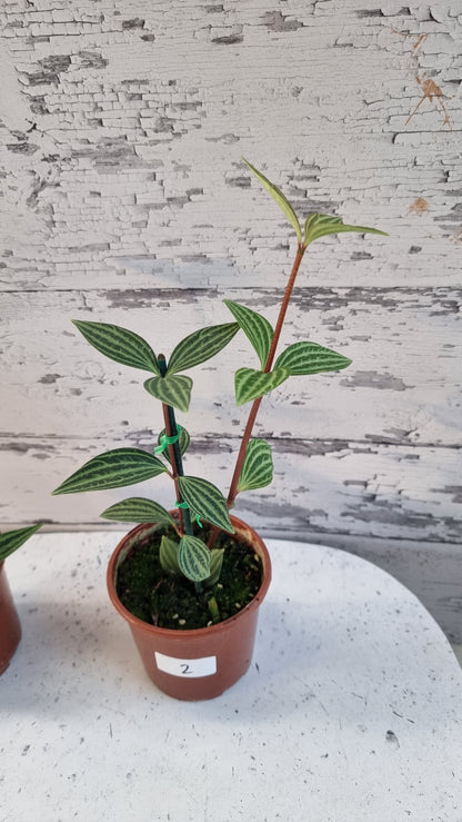 Peperomia tetragona - Parallel Peperomia