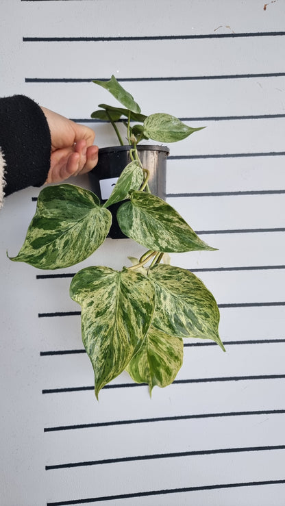 Philodendron hederaceum var. oxycardium variegata - Variegated Heart Leaf Philo