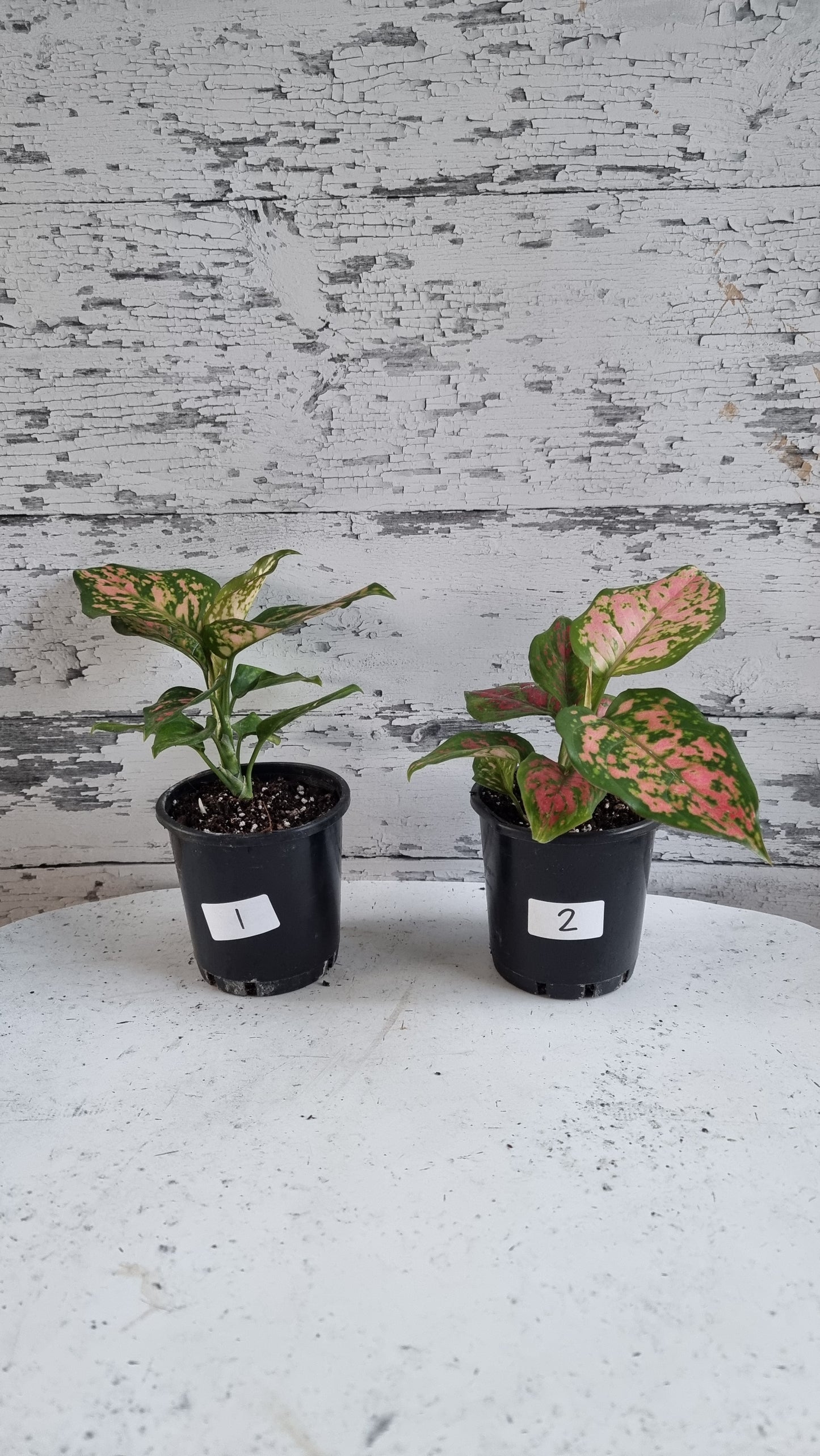 Aglaonema commutatum '情人节女士'