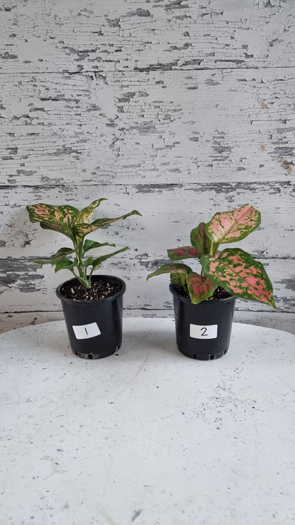 Aglaonema commutatum '情人节女士'