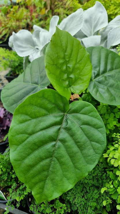 Ficus umbellata - 伞无花果