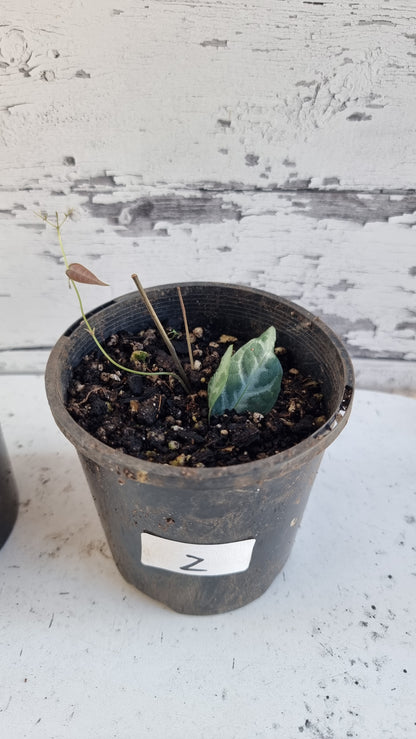 Bignonia argyro violacea - Crossvine