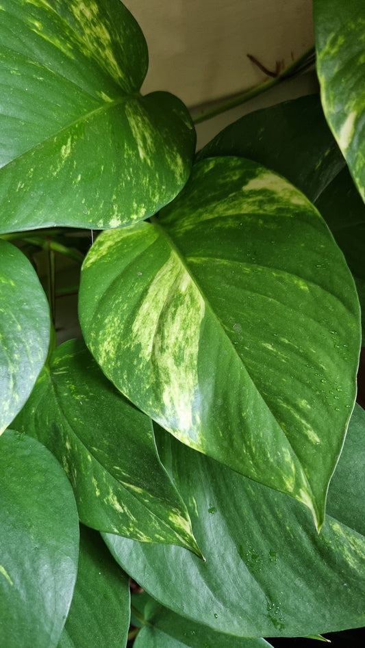 Epipremnum aureum - Devils ivy Root'd Plants 