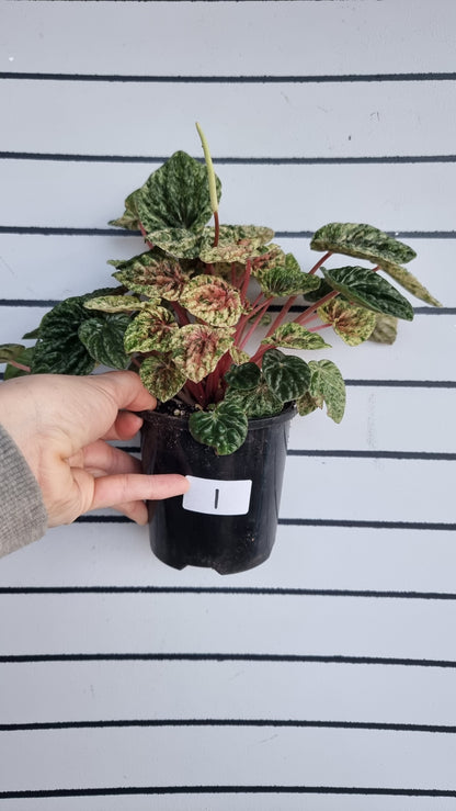 Peperomia caperata variegata - Variegated Ripple Pep