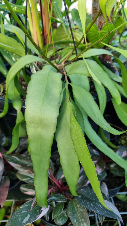 Rhipsalis ramulosa - Mistletoe Cactus