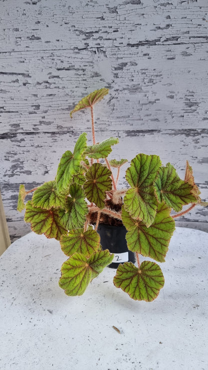 Begonia incarnata - Metallic Leaf Begonia