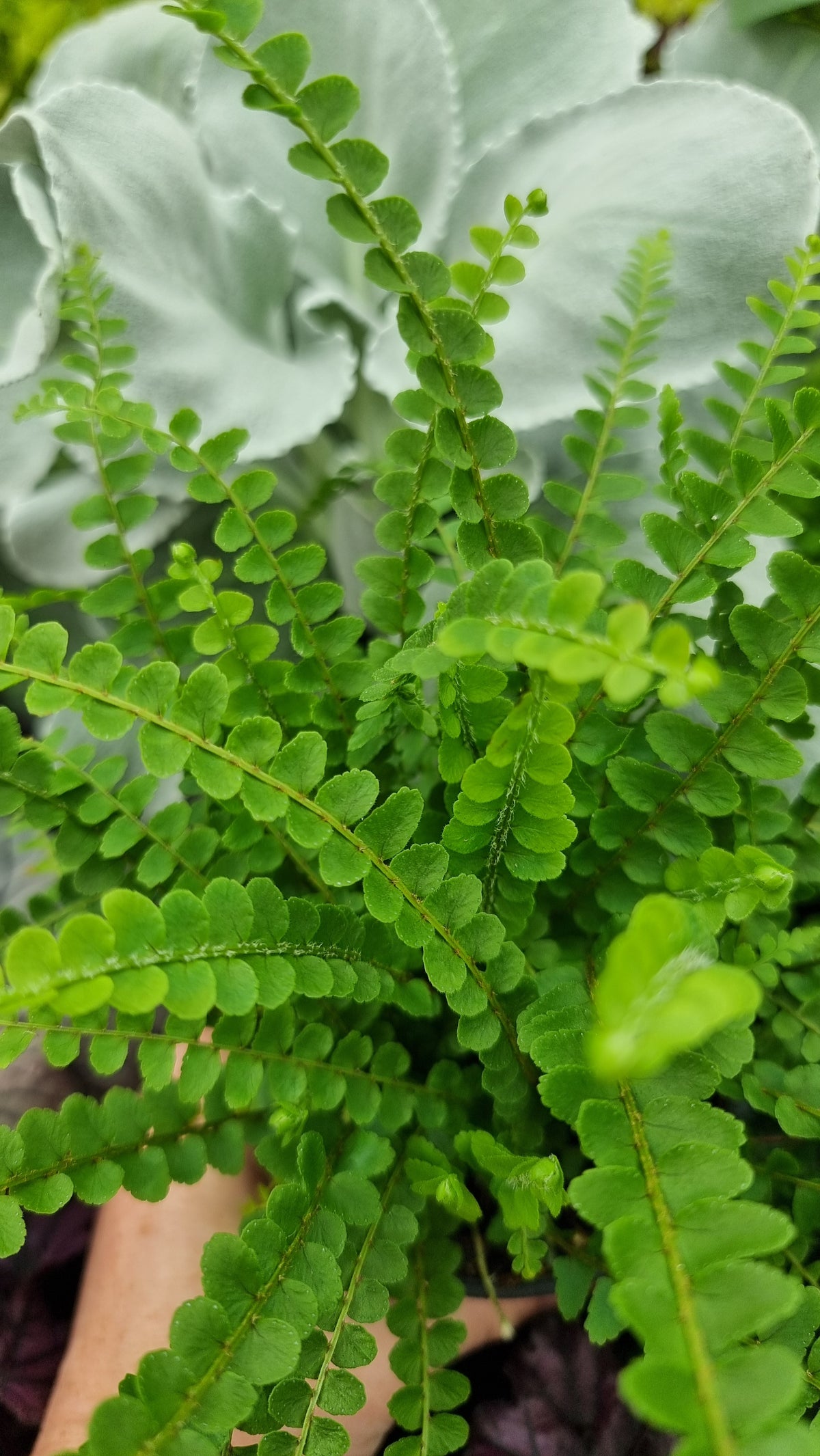 Nephrolepis cordifolia 'Duffii' - 柠檬纽扣蕨