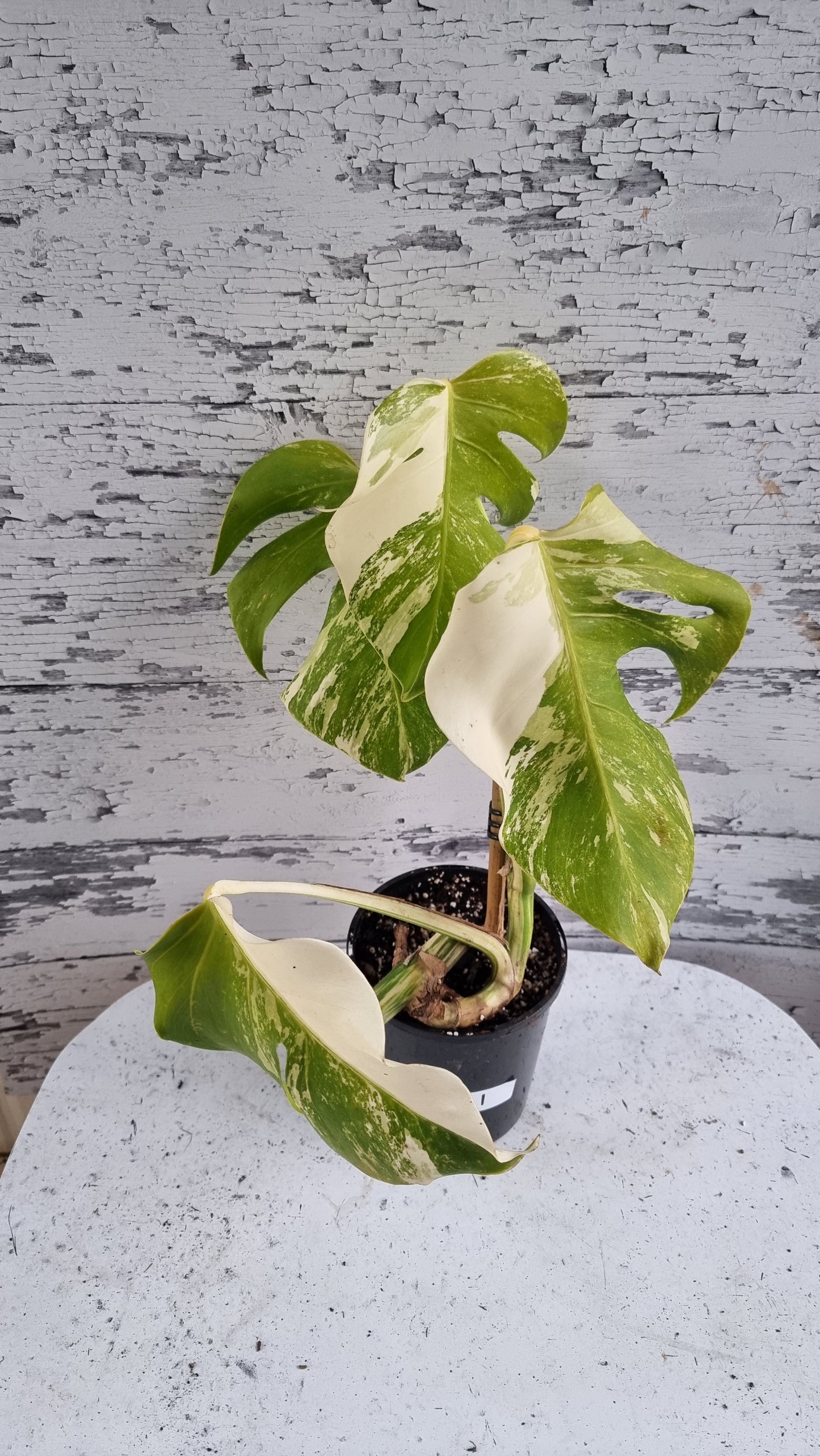 Monstera deliciosa borsigiana variegata - 雜色水果沙拉植物