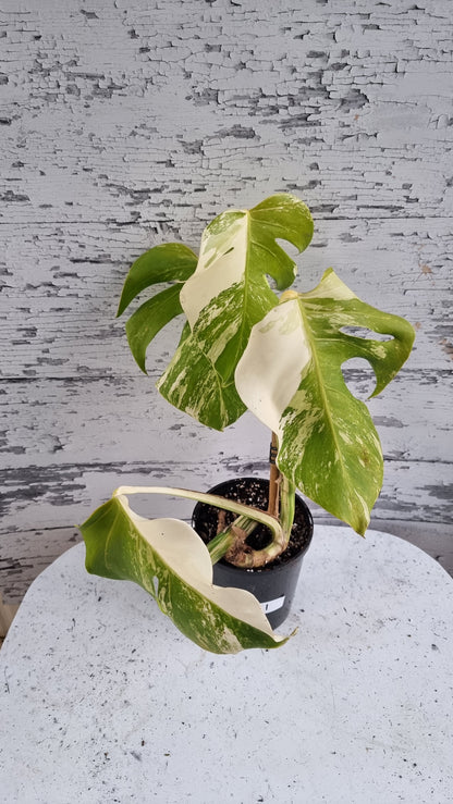 Monstera deliciosa borsigiana variegata - 雜色水果沙拉植物