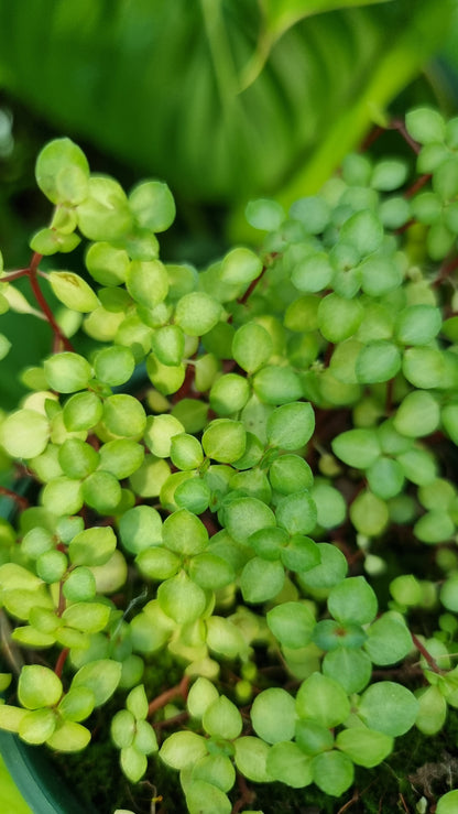 Pilea libanensis - Silver Sprinkles