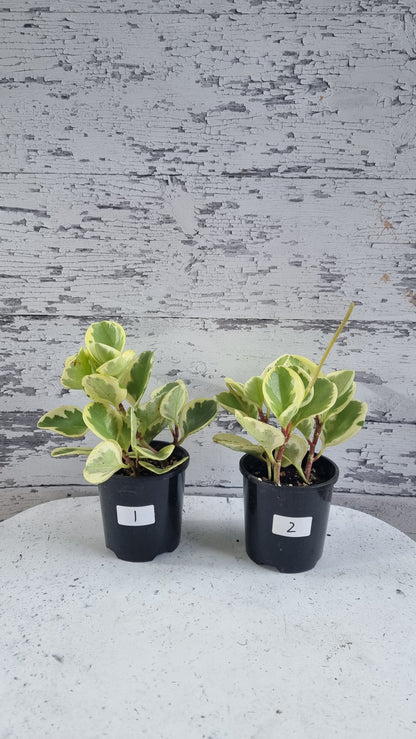 Peperomia obtusifolia albomarginata