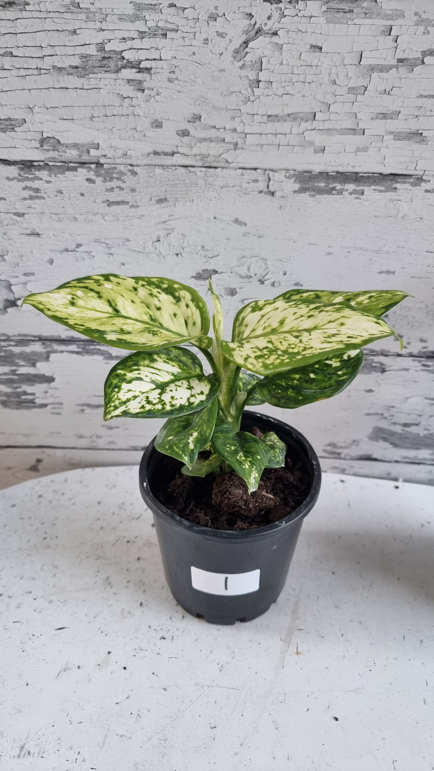 Aglaonema commutatum 'Super White'