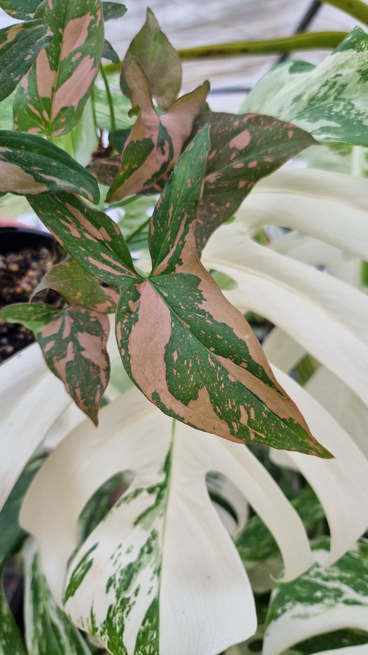 Syngonium podophyllum 'Red Spot' - Arrowhead Plant
