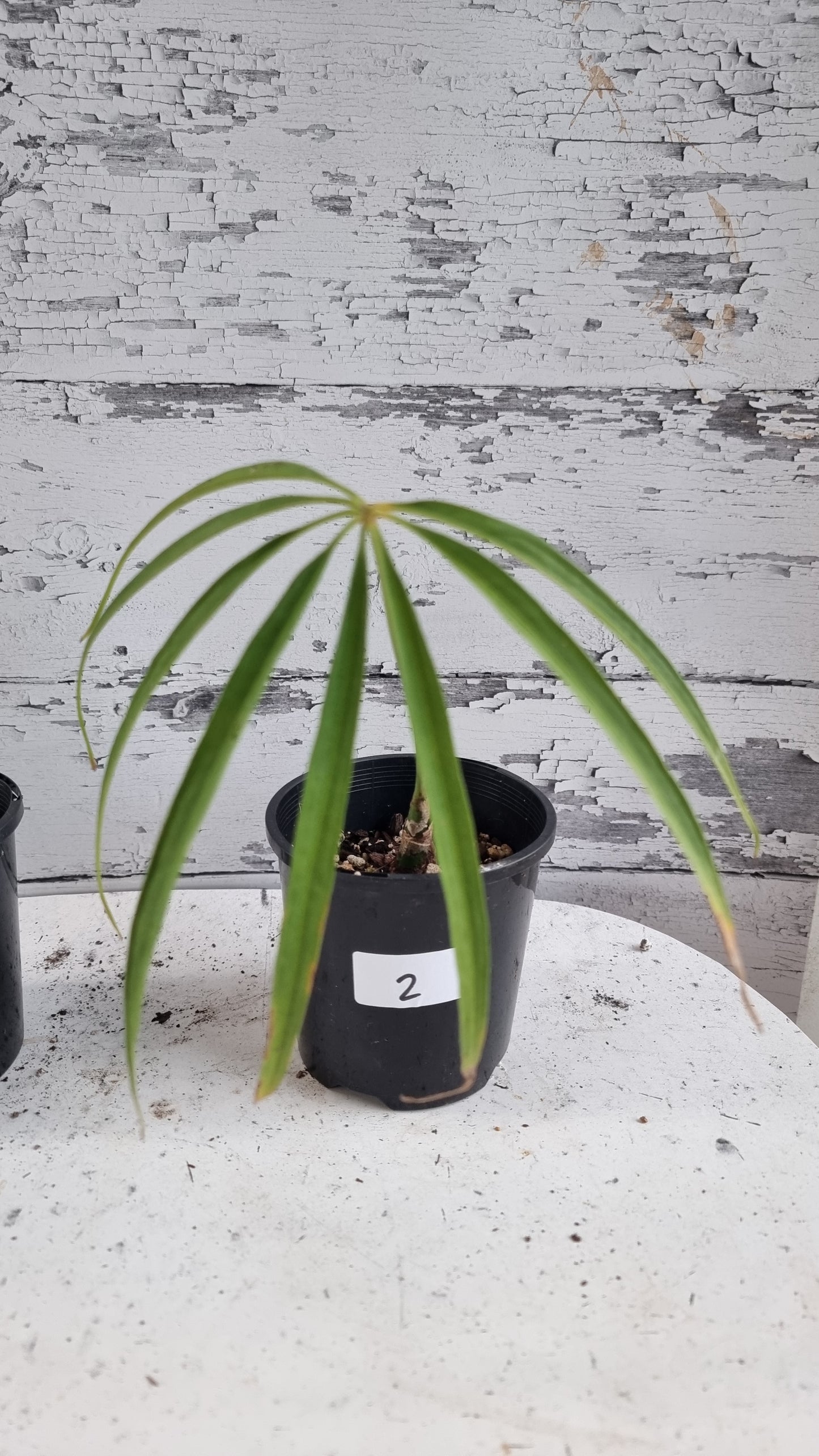 Anthurium polydactylum - Tropical Aroid