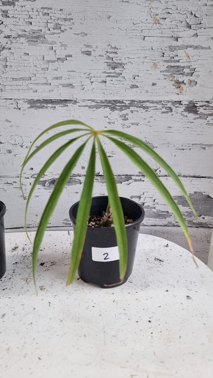 Anthurium polydactylum - Tropical Aroid