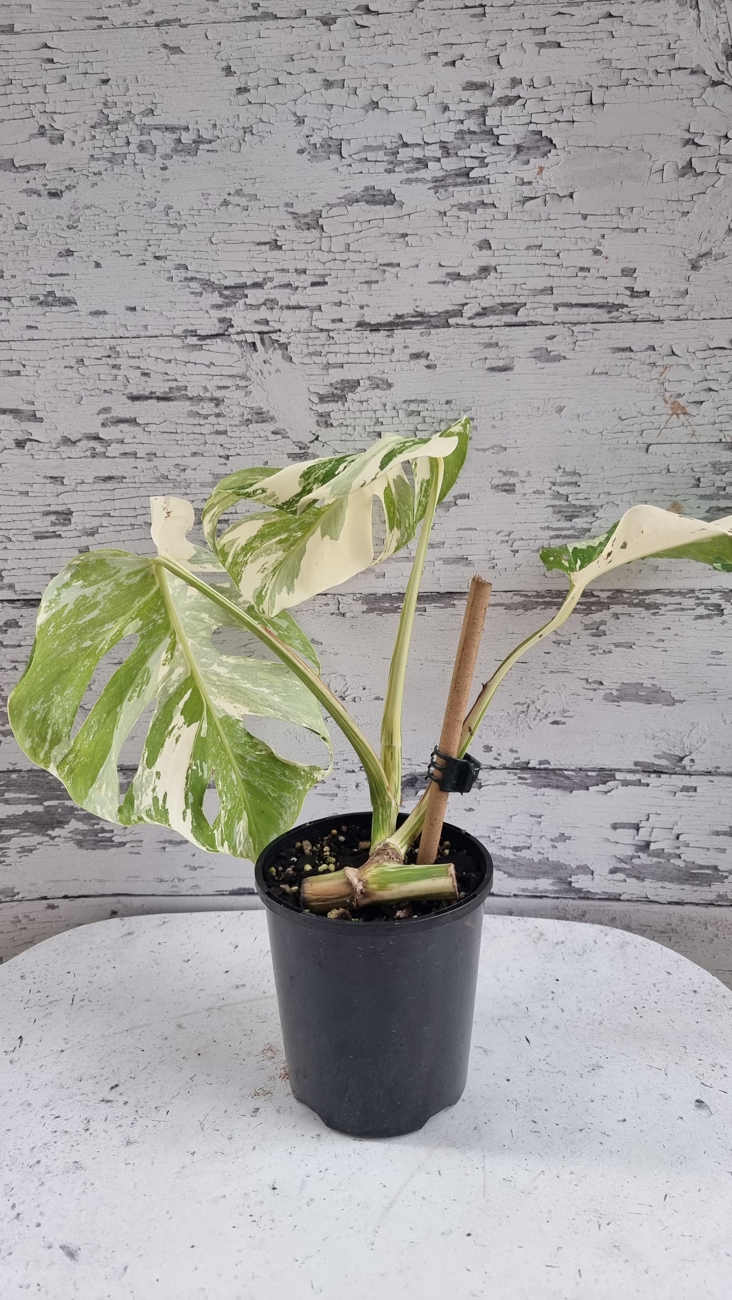 Monstera deliciosa borsigiana variegata - Variegated Fruit Salad Plant