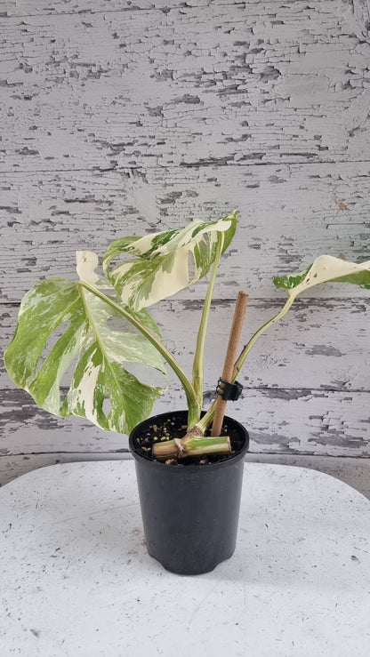 Monstera deliciosa borsigiana variegata - Variegated Fruit Salad Plant