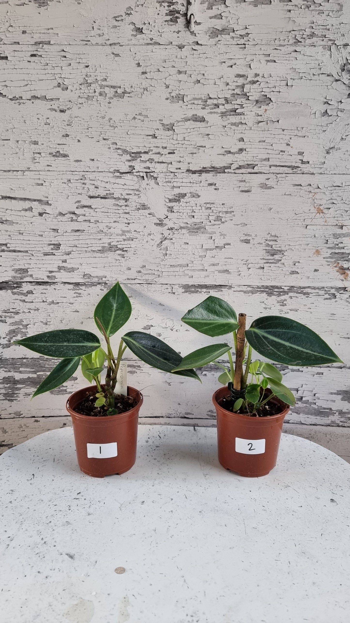Peperomia maculosa 'Xiang Cao' - Radiator Plant