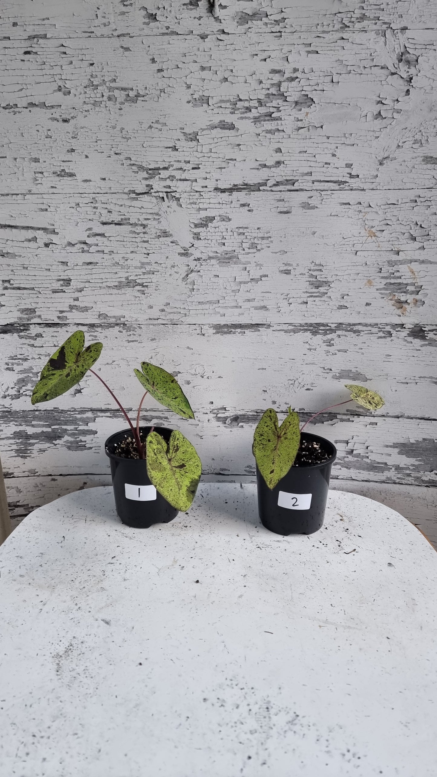 Colocasia esculenta 'Mojito' - 象耳芋植物