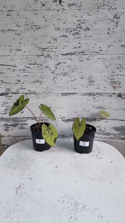 Colocasia esculenta 'Mojito' - 象耳芋植物