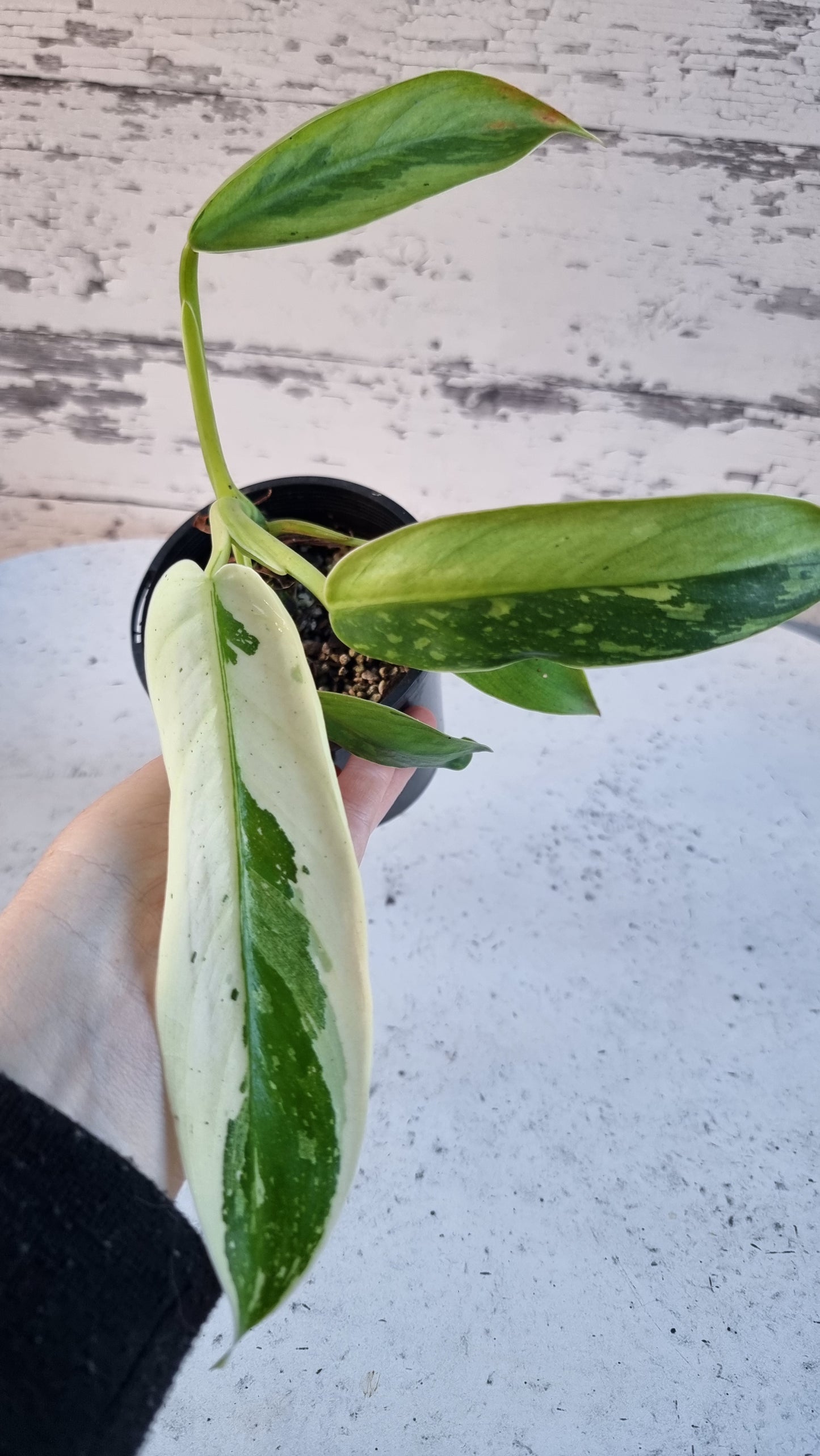 Philodendron 'Jose Buono'