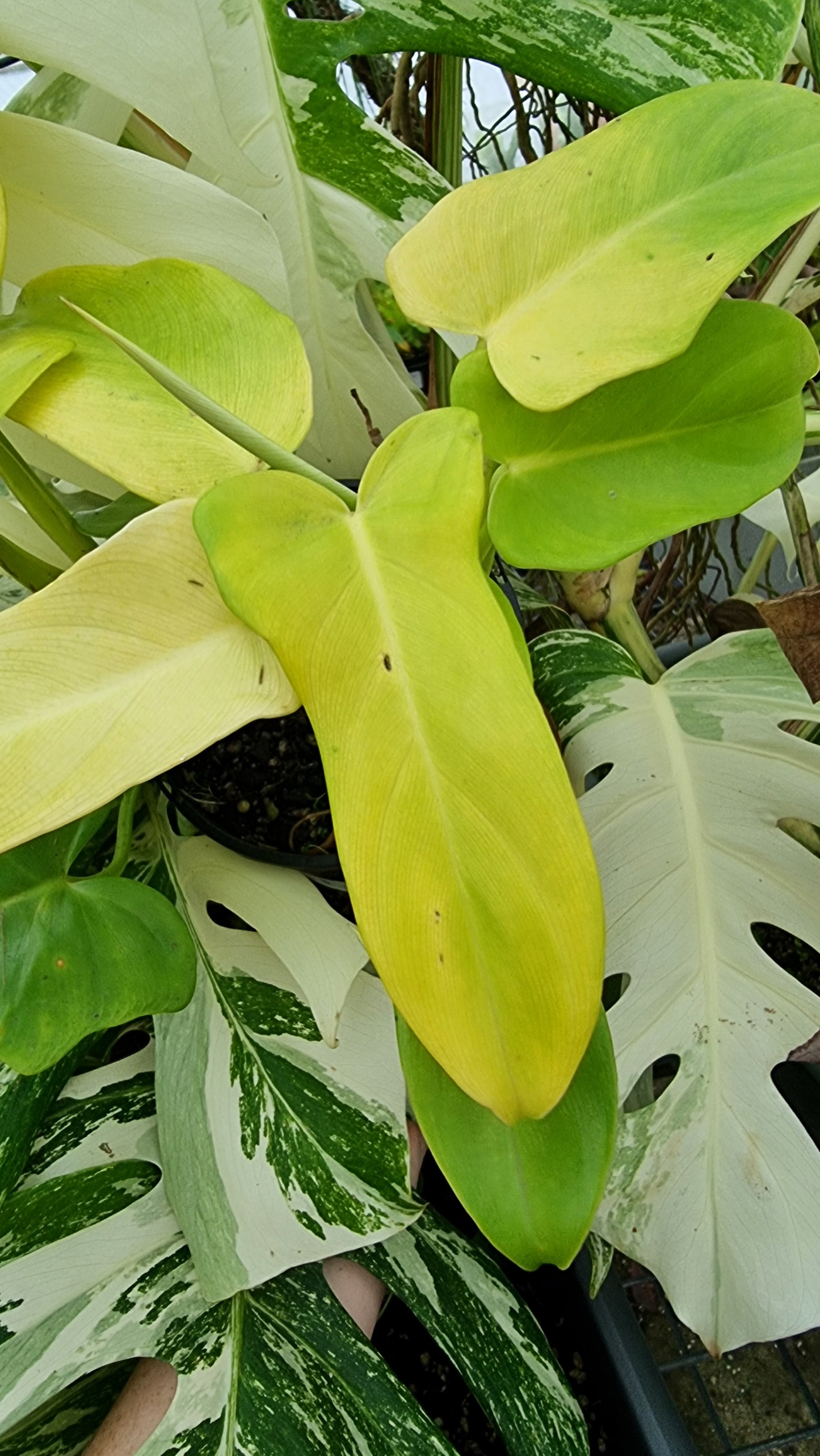 Philodendron bipennifolium aureum - Neon Horse Head Plant